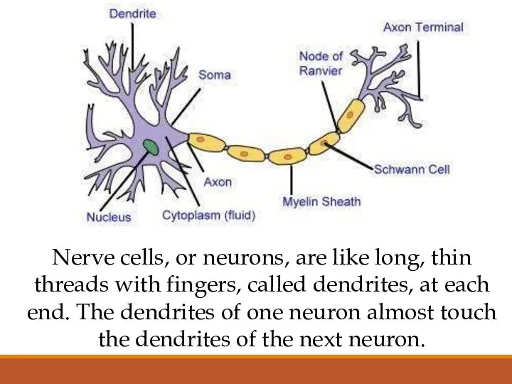 Nerve cells, or neurons, are like long, thin threads with fingers,