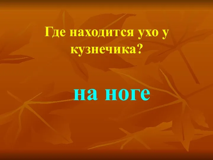 Где находится ухо у кузнечика? на ноге