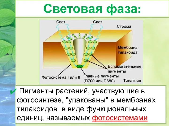 Световая фаза: Пигменты растений, участвующие в фотосинтезе, "упакованы" в мембранах тилакоидов