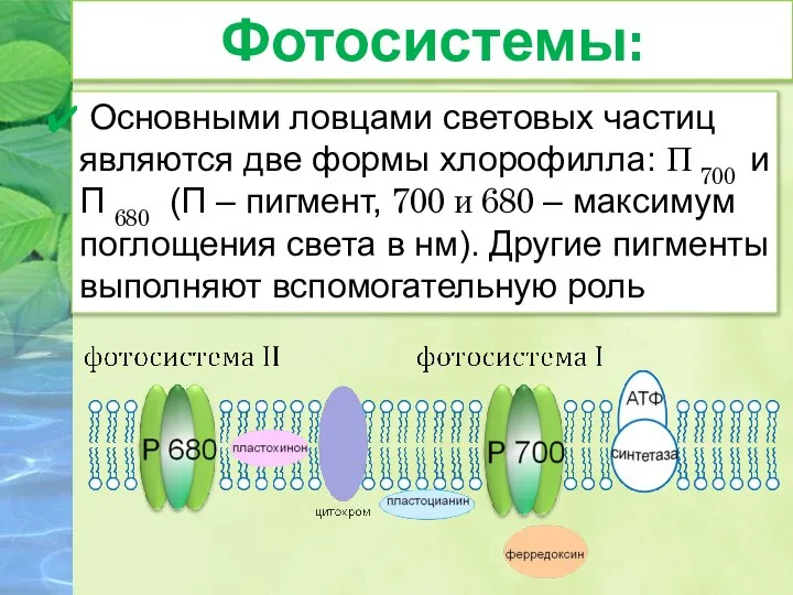 Основными ловцами световых частиц являются две формы хлорофилла: П 700 и