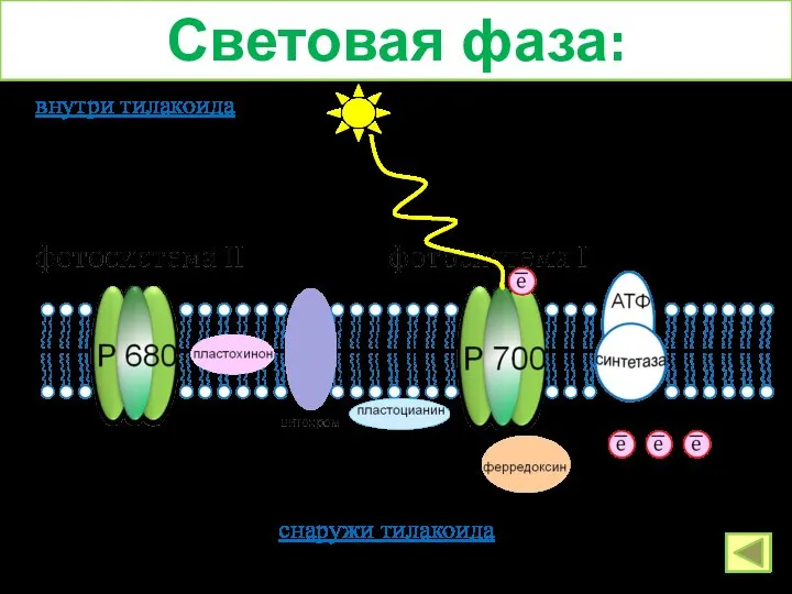 Световая фаза: снаружи тилакоида внутри тилакоида