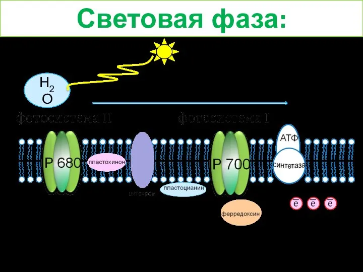 Световая фаза: Н2О = Н+ + ОН- Н+ Н+ Н+