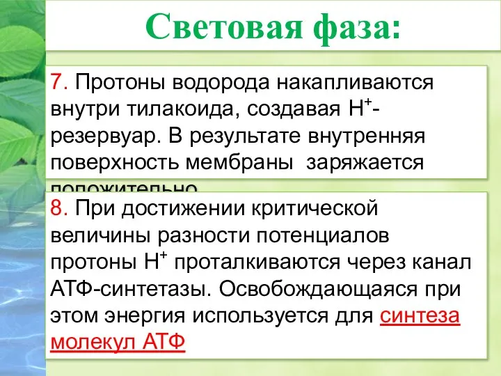 7. Протоны водорода накапливаются внутри тилакоида, создавая Н+-резервуар. В результате внутренняя