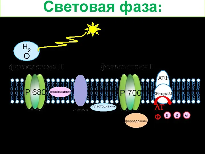 Световая фаза: Н2О = Н+ + ОН- Н+ Н+ Н+ АТФ