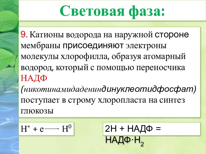 9. Катионы водорода на наружной стороне мембраны присоединяют электроны молекулы хлорофилла,