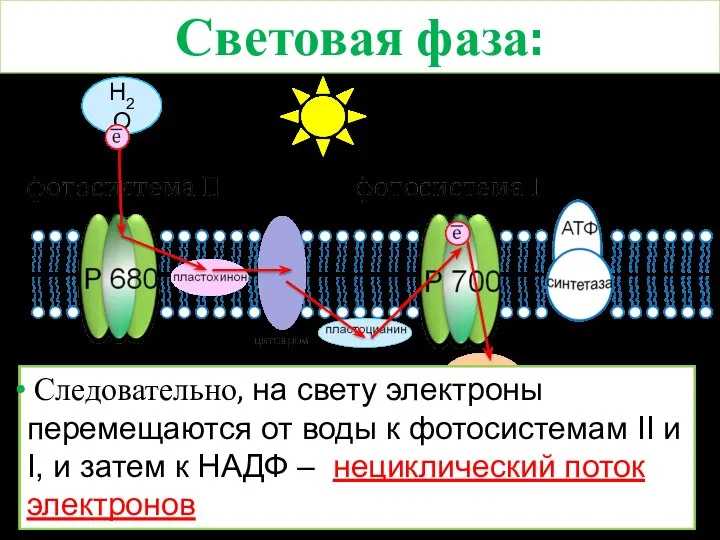 Световая фаза: Н2О НАДФ Следовательно, на свету электроны перемещаются от воды