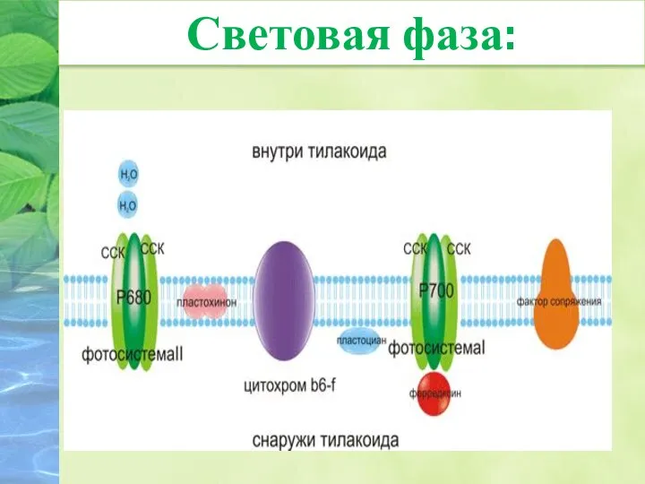 Световая фаза: