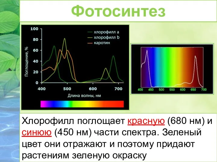 Хлорофилл поглощает красную (680 нм) и синюю (450 нм) части спектра.