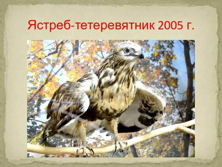 Ястреб-тетеревятник 2005 г.