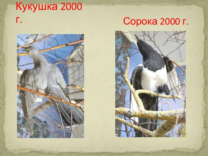 Кукушка 2000 г. Сорока 2000 г.