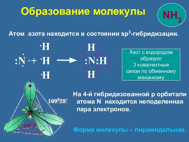 Атом азота находится в состоянии sp3-гибридизации. 109028’ :N + H :N:Н