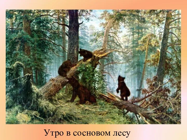 Утро в сосновом лесу