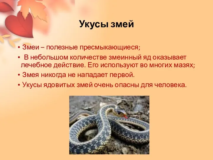 Укусы змей Змеи – полезные пресмыкающиеся; В небольшом количестве змеинный яд