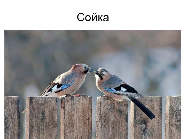 Сойка