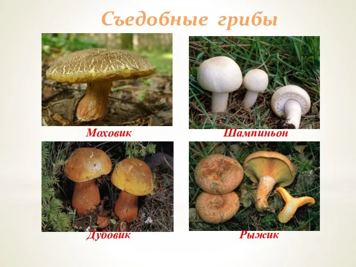 Съедобные грибы Моховик Дубовик Шампиньон Рыжик