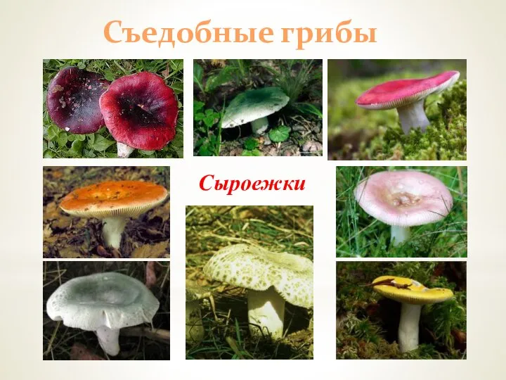 Съедобные грибы Сыроежки
