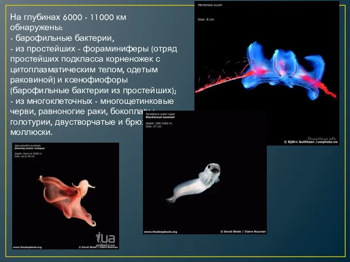 На глубинах 6000 - 11000 км обнаружены: - барофильные бактерии, -