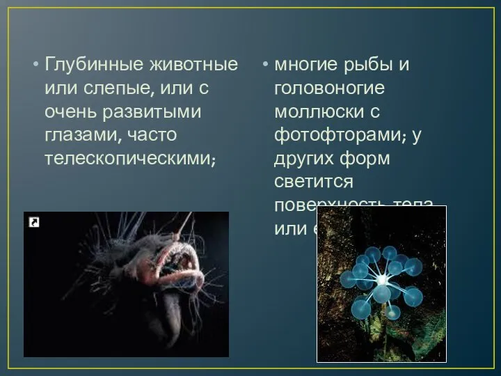 Глубинные животные или слепые, или с очень развитыми глазами, часто телескопическими;