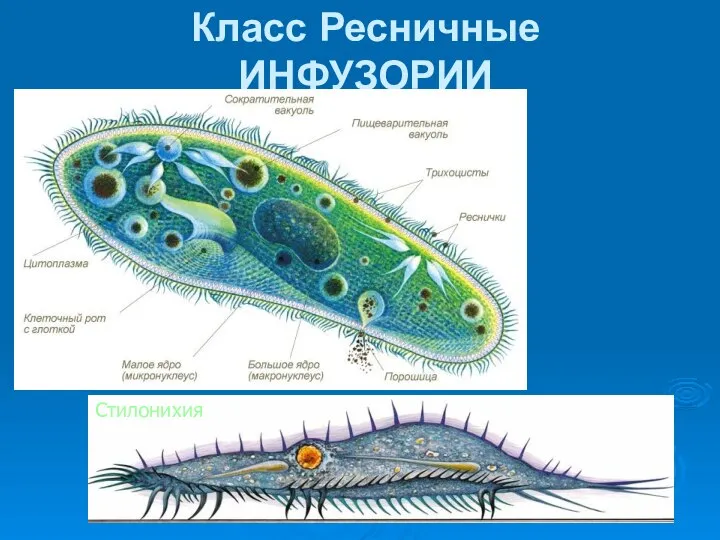 Класс Ресничные ИНФУЗОРИИ Стилонихия