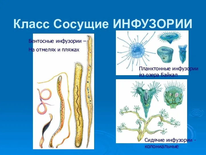 Класс Сосущие ИНФУЗОРИИ Планктонные инфузории из озера Байкал Сидячие инфузории -