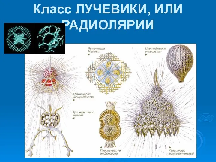 Класс ЛУЧЕВИКИ, ИЛИ РАДИОЛЯРИИ