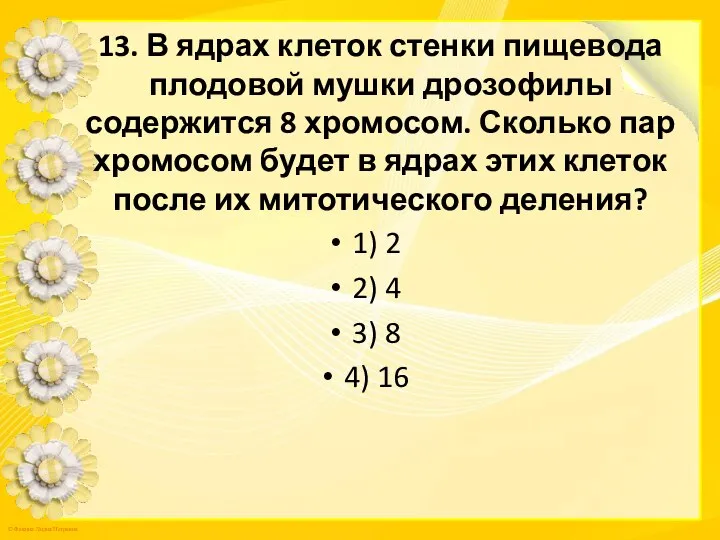 13. В ядрах клеток стенки пищевода плодовой мушки дрозофилы содержится 8