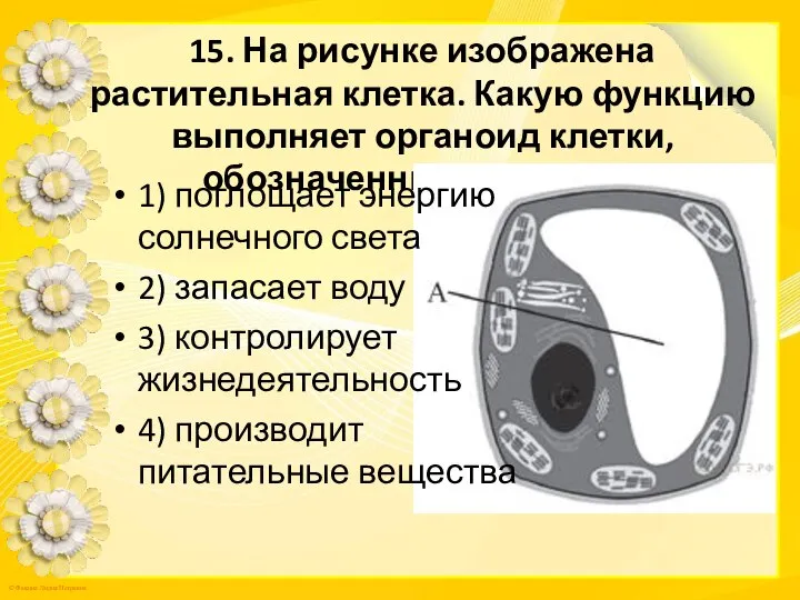 15. На рисунке изображена растительная клетка. Какую функцию выполняет органоид клетки,