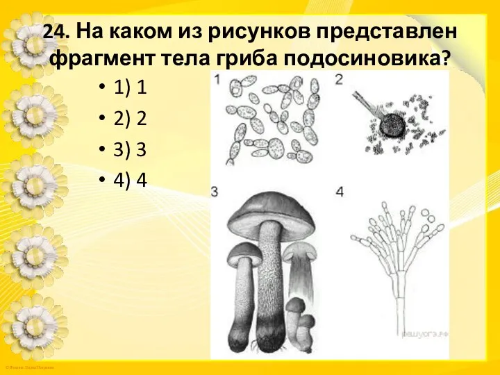 24. На каком из рисунков представлен фрагмент тела гриба подосиновика? 1)