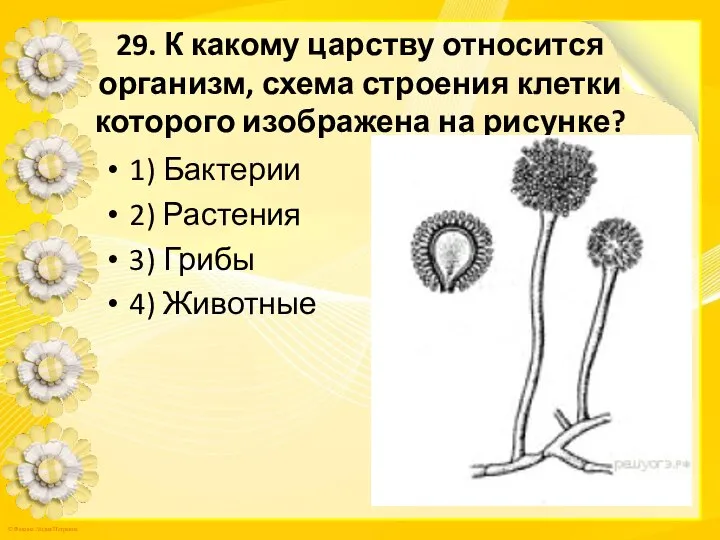 29. К какому царству относится организм, схема строения клетки которого изображена