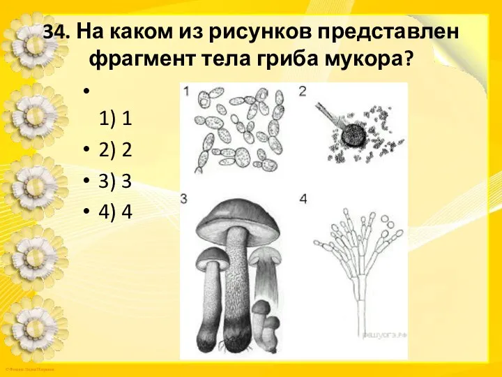 34. На каком из рисунков представлен фрагмент тела гриба мукора? 1)