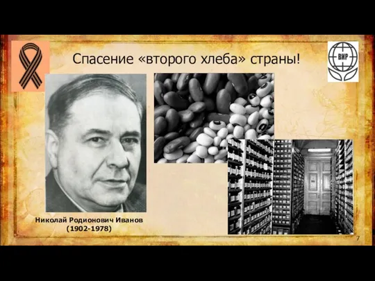 Спасение «второго хлеба» страны! Николай Родионович Иванов (1902-1978) 7