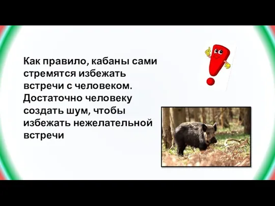 Как правило, кабаны сами стремятся избежать встречи с человеком. Достаточно человеку