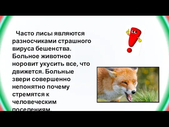 Часто лисы являются разносчиками страшного вируса бешенства. Больное животное норовит укусить