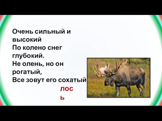 Очень сильный и высокий По колено снег глубокий. Не олень, но