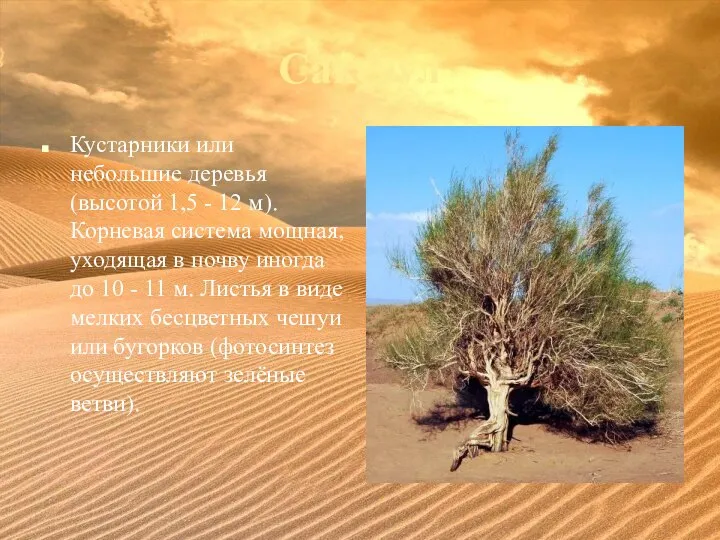 Саксаул Кустарники или небольшие деревья (высотой 1,5 - 12 м). Корневая