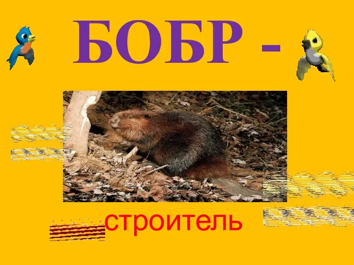 БОБР - строитель