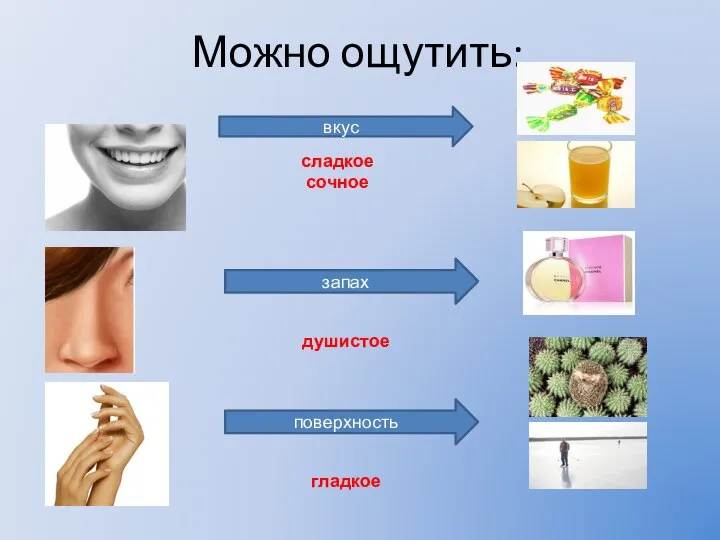 Можно ощутить: вкус сладкое сочное запах душистое поверхность гладкое