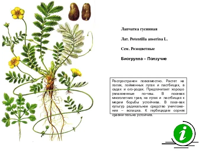 Распространен повсеместно. Растет на полях, пойменных лугах и пастбищах, в садах