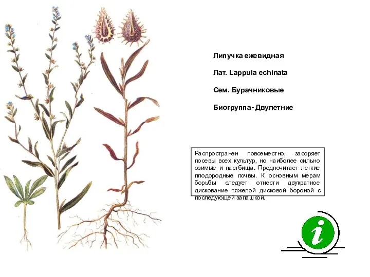 Распространен повсеместно, засоряет посевы всех культур, но наиболее сильно озимые и