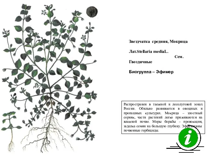 Распространен в таежной и лесолуговой зонах России. Обильно развивается в овощных