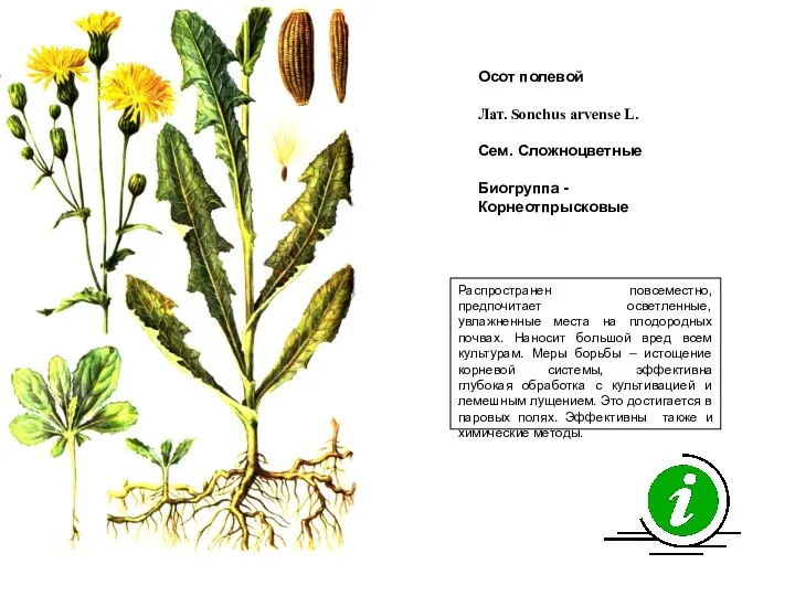 Распространен повсеместно, предпочитает осветленные, увлажненные места на плодородных почвах. Наносит большой