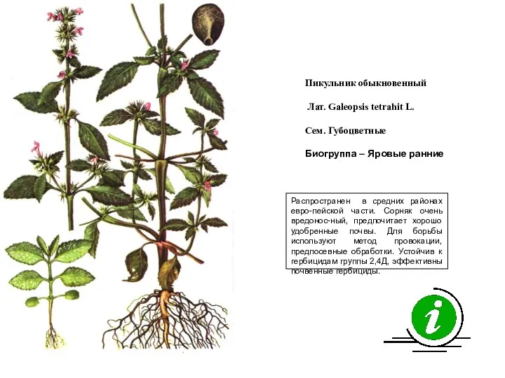 Распространен в средних районах евро-пейской части. Сорняк очень вредонос-ный, предпочитает хорошо