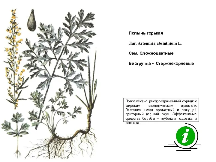 Повсеместно распространенный сорняк с широким экологическим ареалом. Растение имеет ароматный и