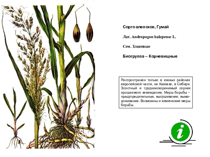 Распространен только в южных районах европейской части, на Кавказе, в Сибири.