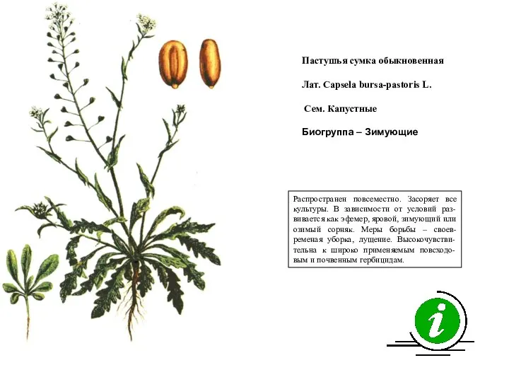 Распространен повсеместно. Засоряет все культуры. В зависимости от условий раз-вивается как