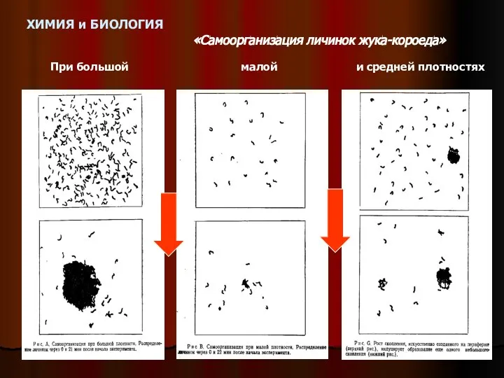 ХИМИЯ и БИОЛОГИЯ «Самоорганизация личинок жука-короеда» При большой малой и средней плотностях