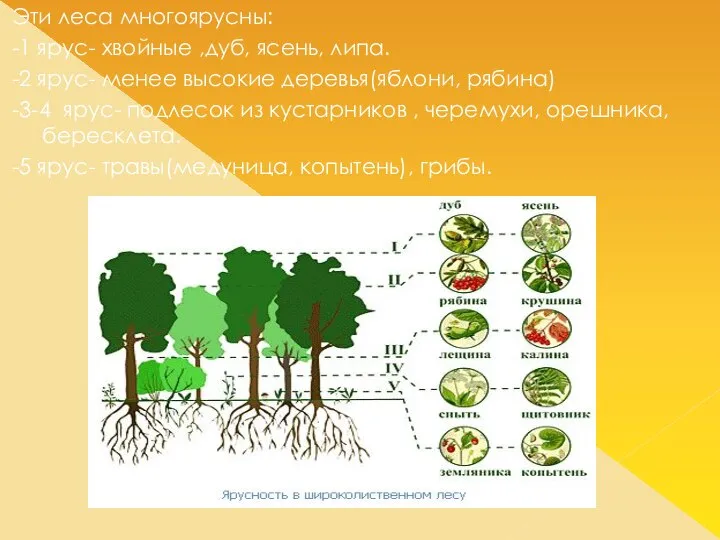 Эти леса многоярусны: -1 ярус- хвойные ,дуб, ясень, липа. -2 ярус-