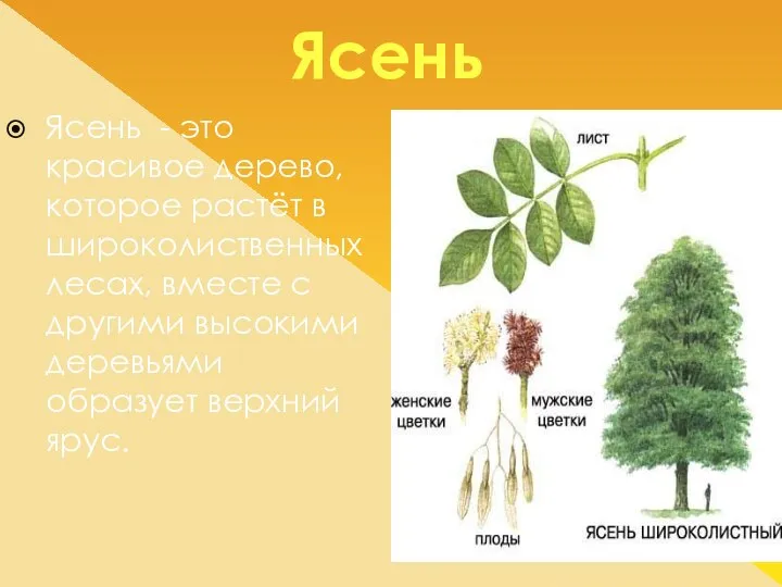 Ясень Ясень - это красивое дерево, которое растёт в широколиственных лесах,