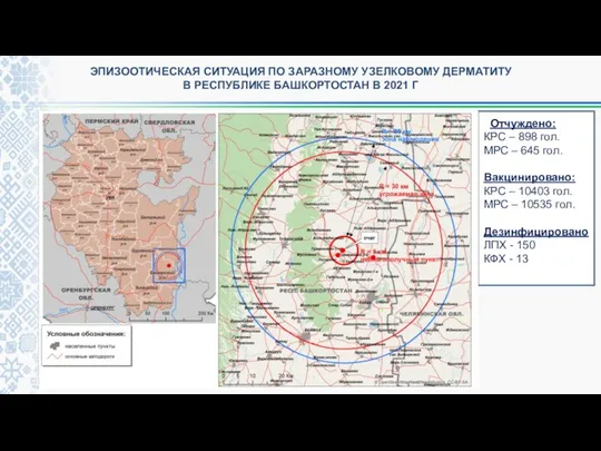 Отчуждено: КРС – 898 гол. МРС – 645 гол. Вакцинировано: КРС