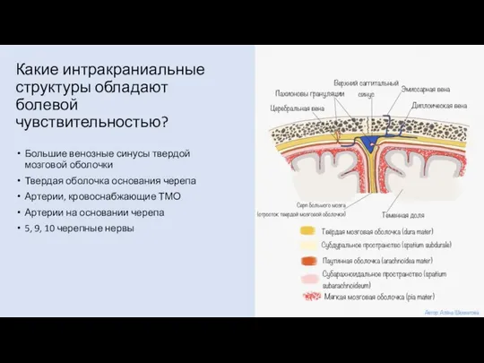 Какие интракраниальные структуры обладают болевой чувствительностью? Большие венозные синусы твердой мозговой